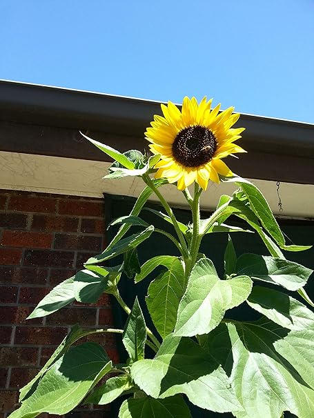 Promote Traders Kitchen Garden Sunflower Russian Tall Flowers Colorful Pack of 100 Seeds Hanging Planters Flower Seeds for Balcony Home Garden