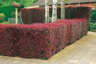 Blutberberitze Atropurpurea - Heckenpflanze Berberitze winterhart - Gartenhecke Sichtschutz - Wurzelnackt, 5 Pflanzen im Bund, 60-100 cm von Garten Schlüter - Pflanzen in Top Qualität