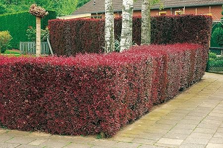 Blutberberitze Atropurpurea Heckenpflanze Berberitze Winterhart Gartenhecke Sichtschutz 1 Pflanze 30 50 Cm Im Topfballen Von Garten Schluter Pflanzen In Top Qualitat Amazon De Garten