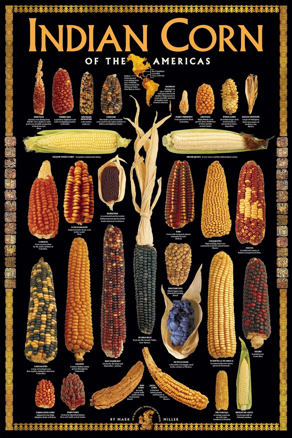 Amazon.com: Indian Corn of America - Art Print Poster - 24x36inches