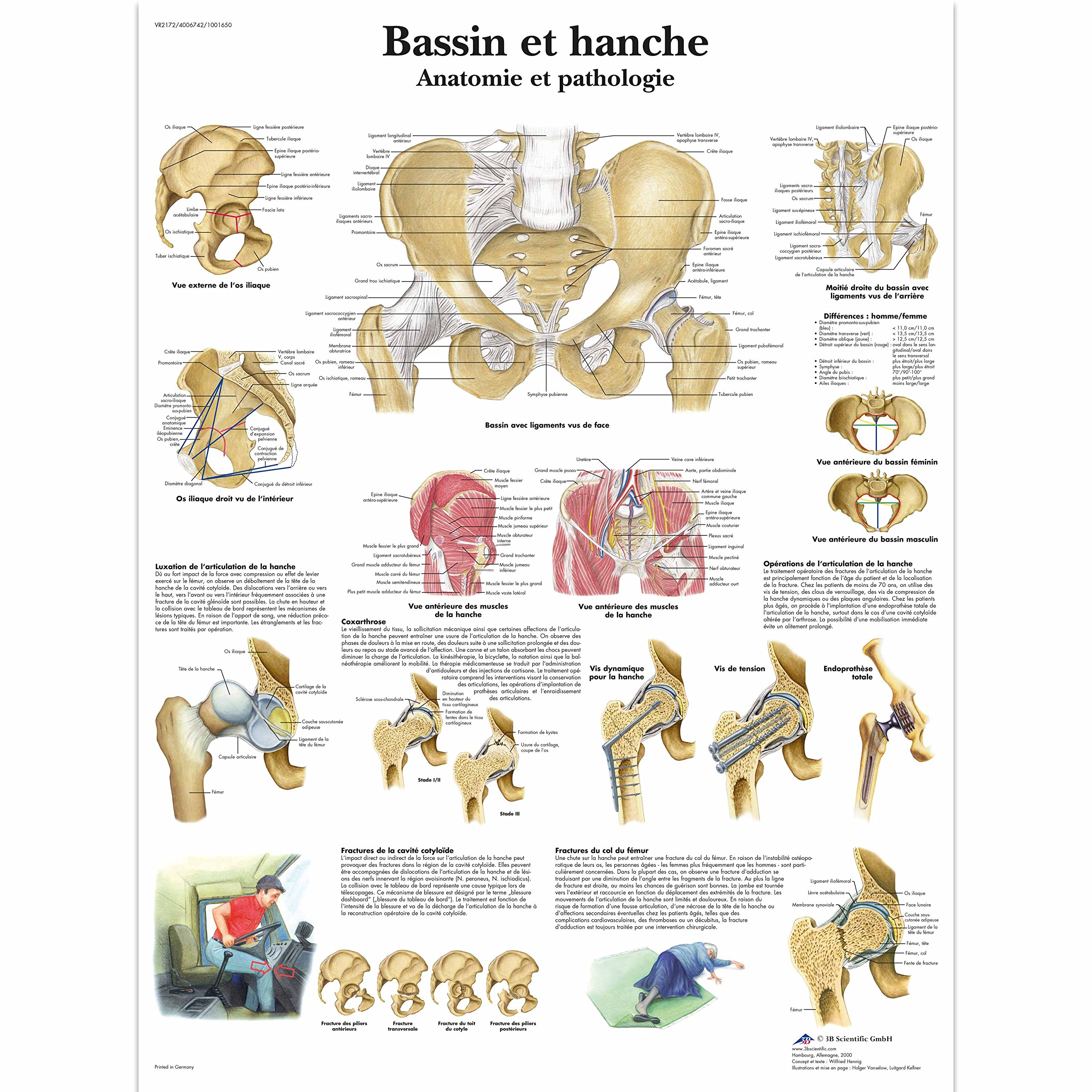 3B Scientific – Laminated Breastfeeding Chart – UV & Dust-Protected Anatomy Poster for Study, Teaching & Clinics