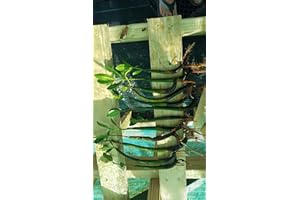 YHMALL 10 RED MANGROVE SEEDLINGS The plants that are pictured are exactly what you will receive, and are only grown by Mangroves and more nursery, not any other seller.