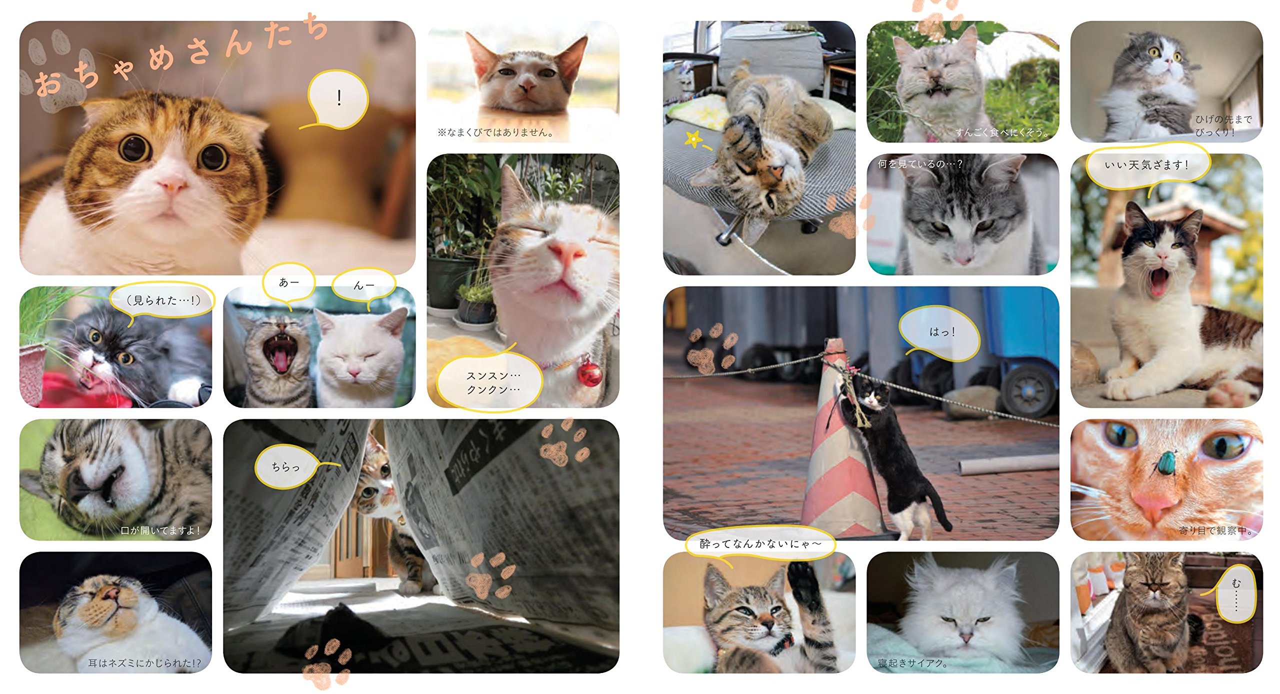 なごみ猫 BEST SELECTION 最高に癒される飼い猫たちが大集合 本