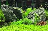 Seachem Flourish Gravel Bed Tablets 10-Tab Seachem Aquarium Plant Fertilizer view 5