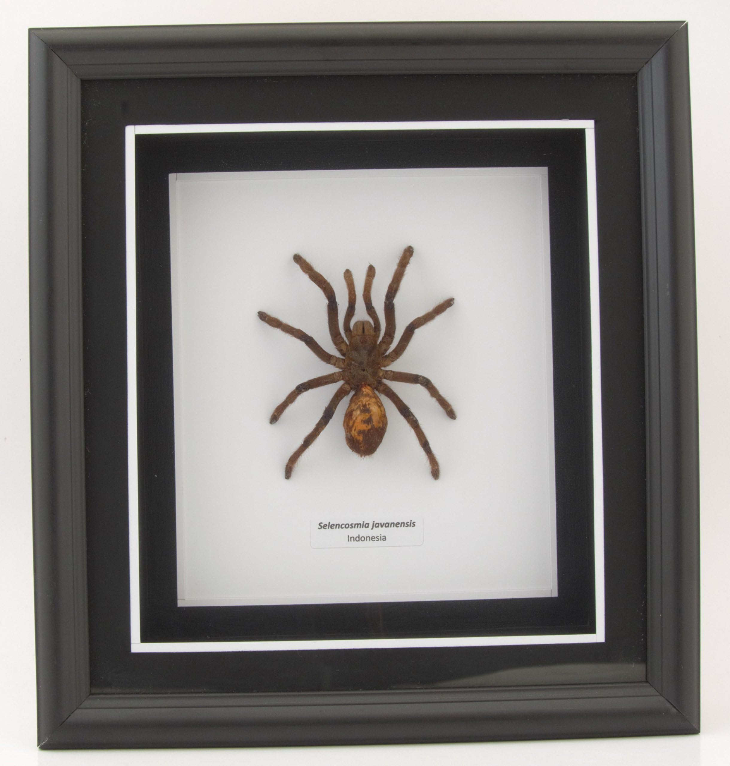 Tarantula - Halloween Monster OOAK Home Decor Wall Decoration Taxidermy Spider Mounted in Matted Poly Frame - Small