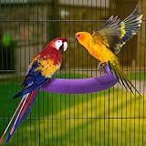 TeTupGa U Shape Parrot Perch Stand Purple Large Bird Cage Accessory view 2