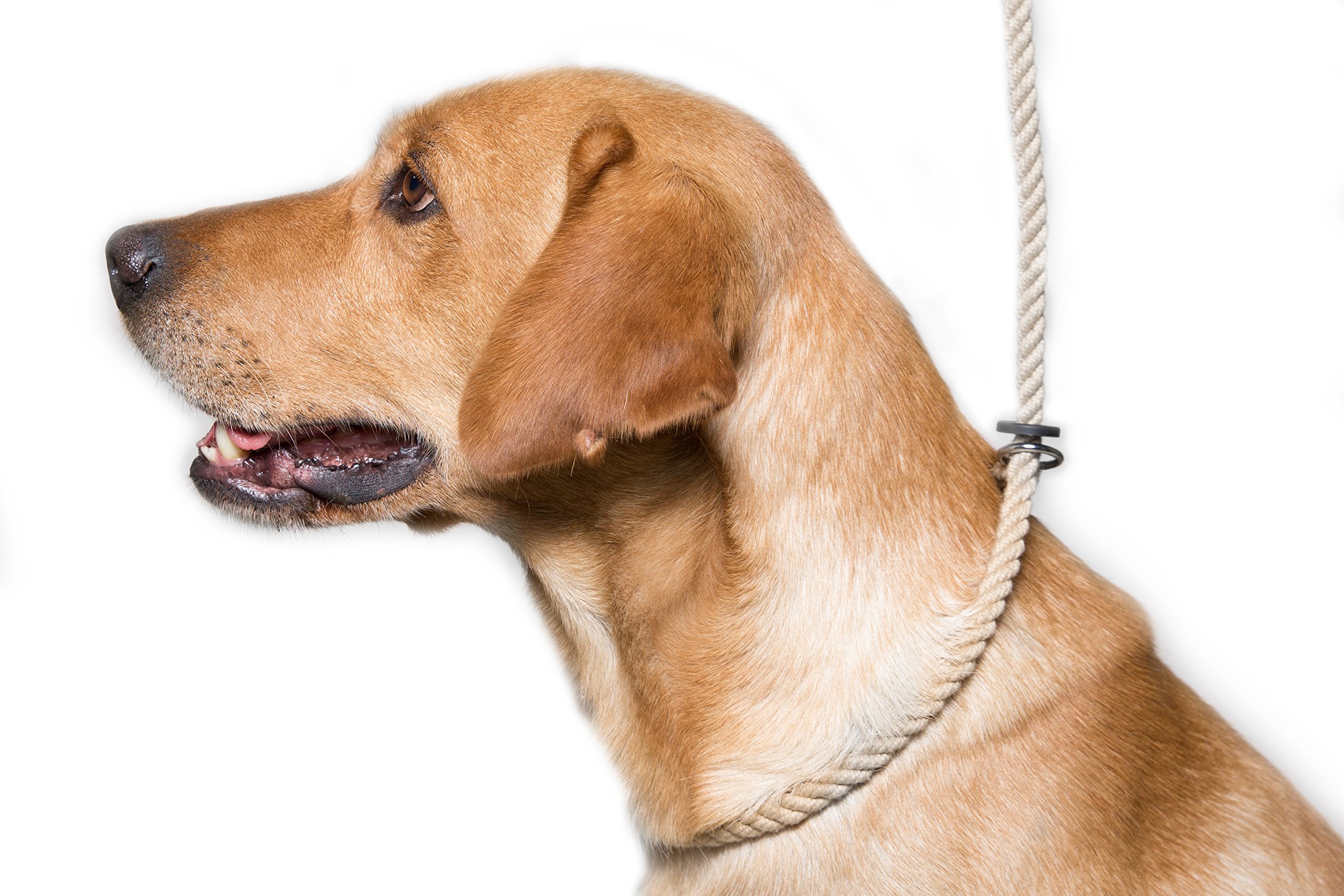 Dog & Field Deluxe Gundog Slip Lead - Natural Brown. Soft Spliced Marine Rope Slip Lead For Dogs With Rubber Stopper, Easy To Slip On, No Collar Or Harness Needed, One Size