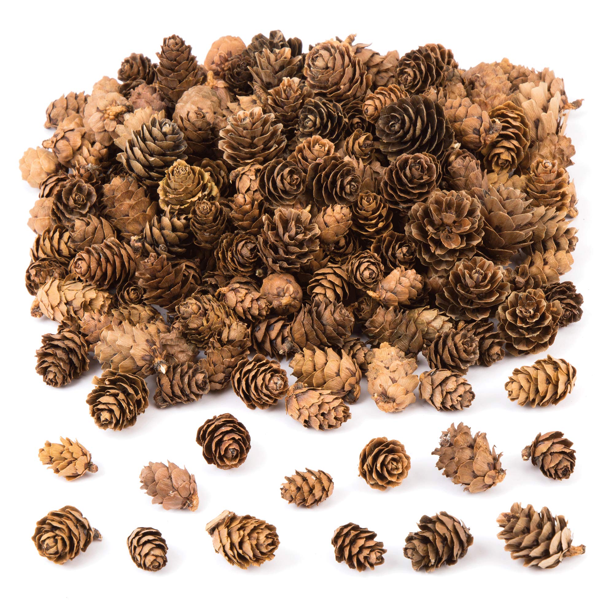 Baker Ross Larch Cones Value Pack — Ideal for Kids' Arts and Crafts, Christmas, Sensory Stimulation, and More (250g)