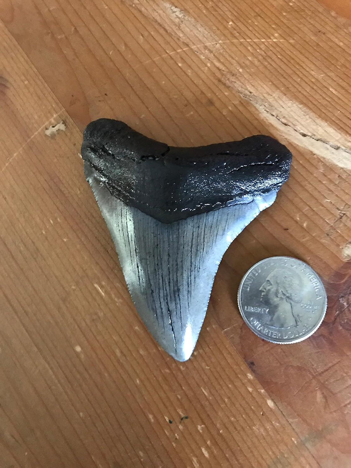 Top 6 Megalodon Shark Tooth Value Life Sunny