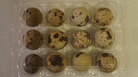 Amazon Com 12 Large Fertile Hatching Coturnix Quail Eggs Everything Else