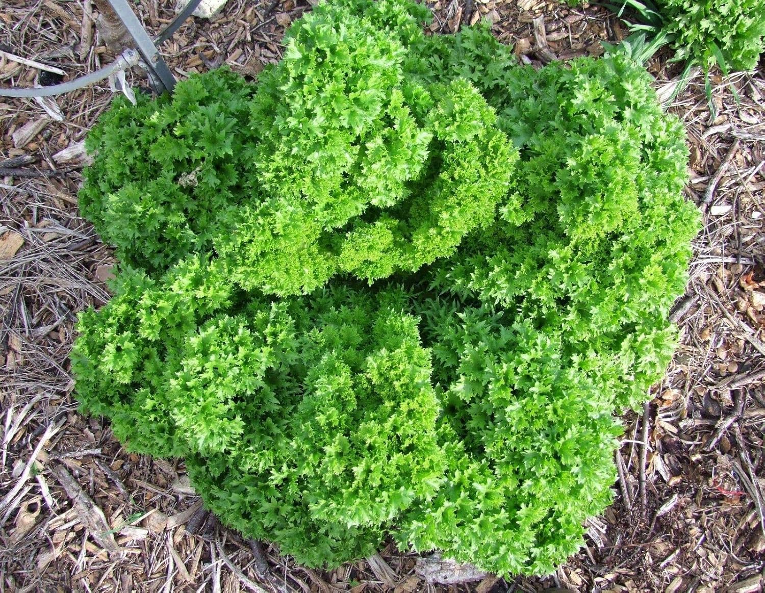 Lettuce Wasabi (300 Heirloom by LifeForce
