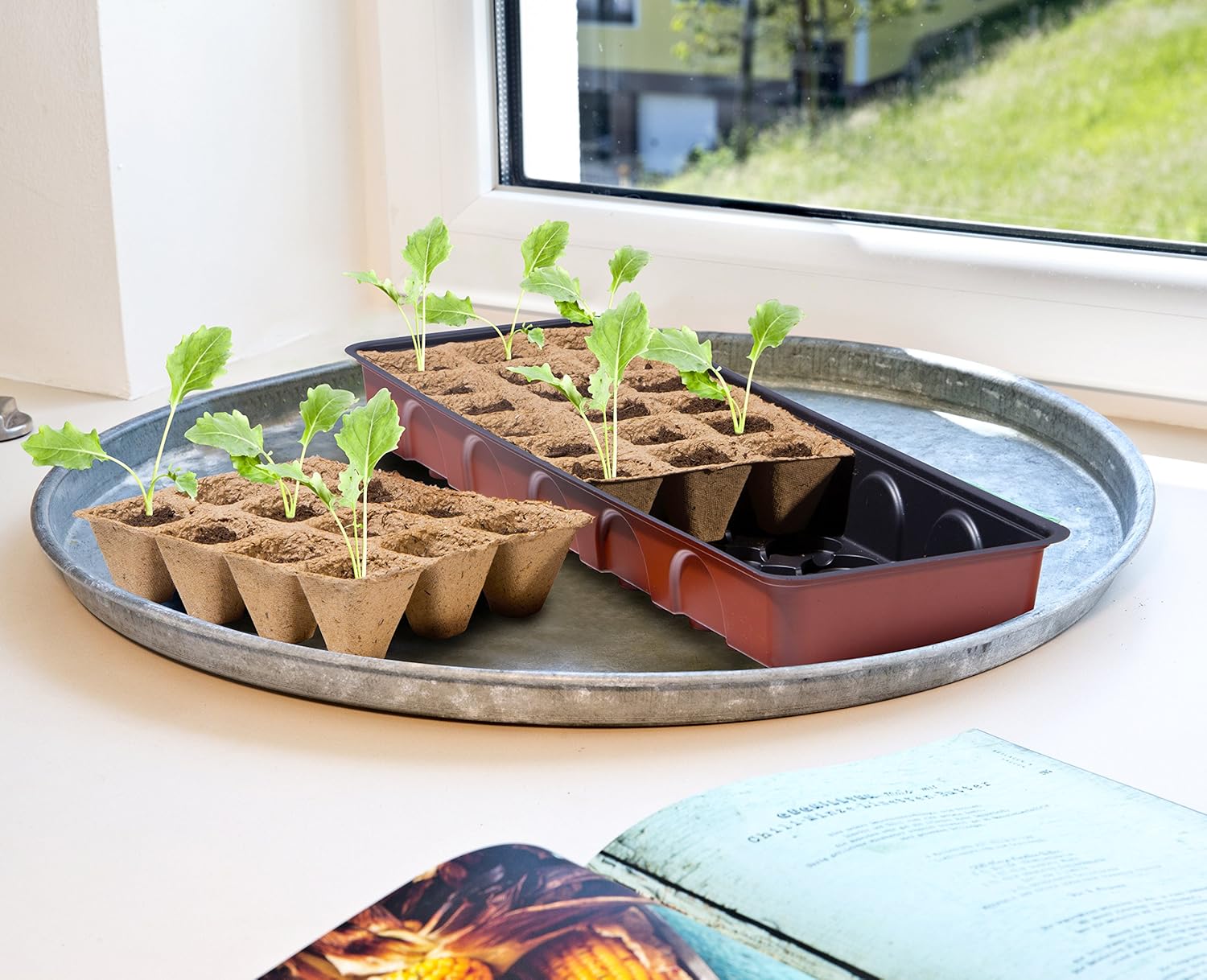 Windhager Maxi Indoor Greenhouse Windowsill Greenhouse Plant