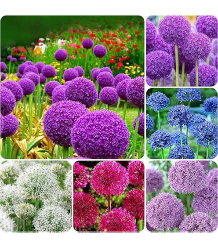 ordering flower seeds online Bouquet Cut Flower Seed Variety Pack