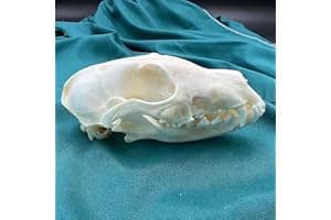 CLLOEAT Wholesale 1/2/3/5/10 pcs Taxidermy Real Animals Skulls, Real Bones Specimen, Supplies Art Bone Vet Medicine 1:1 Animal Bones (1pc,Fox Skull)