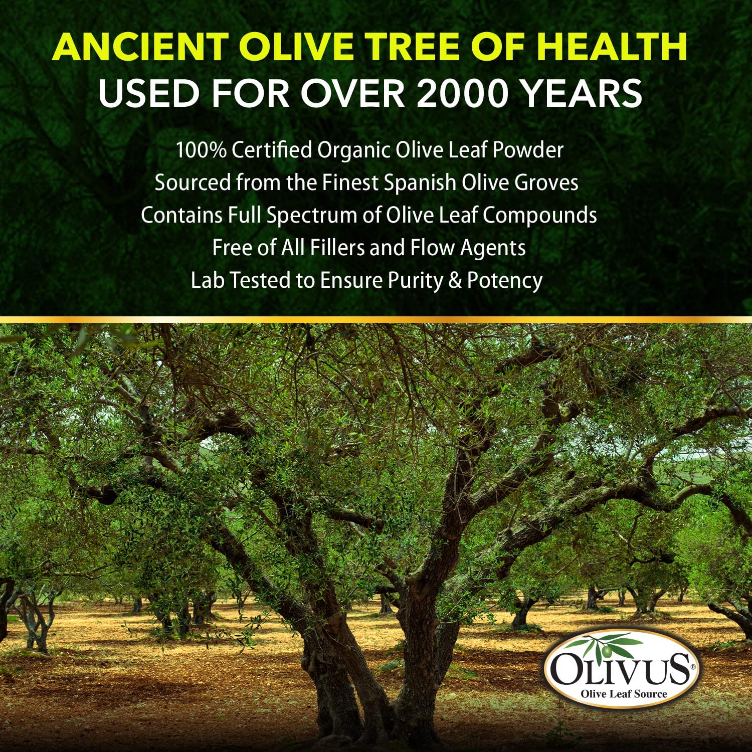 OliveLeafMAX Olive Leaf Extract (40% Oleuroepin) + Organic Olive Leaf Powder + No Fillers + 300 Vegetarian Capsules + Sourced from Spain and Manufactured in USA at GMP Facility