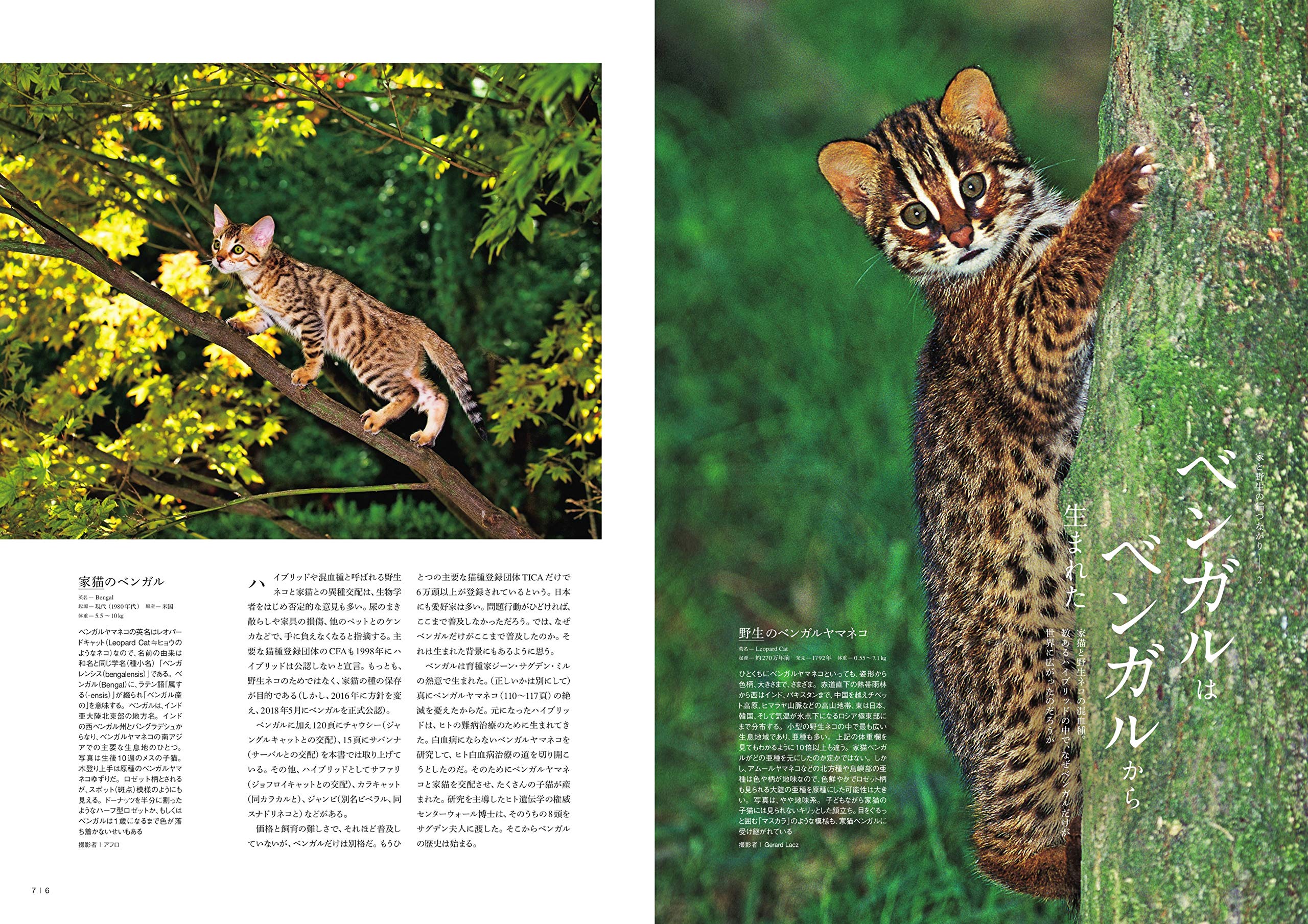 家のネコと野生のネコ 澤井 聖一 近藤 雄生 本 通販 Amazon