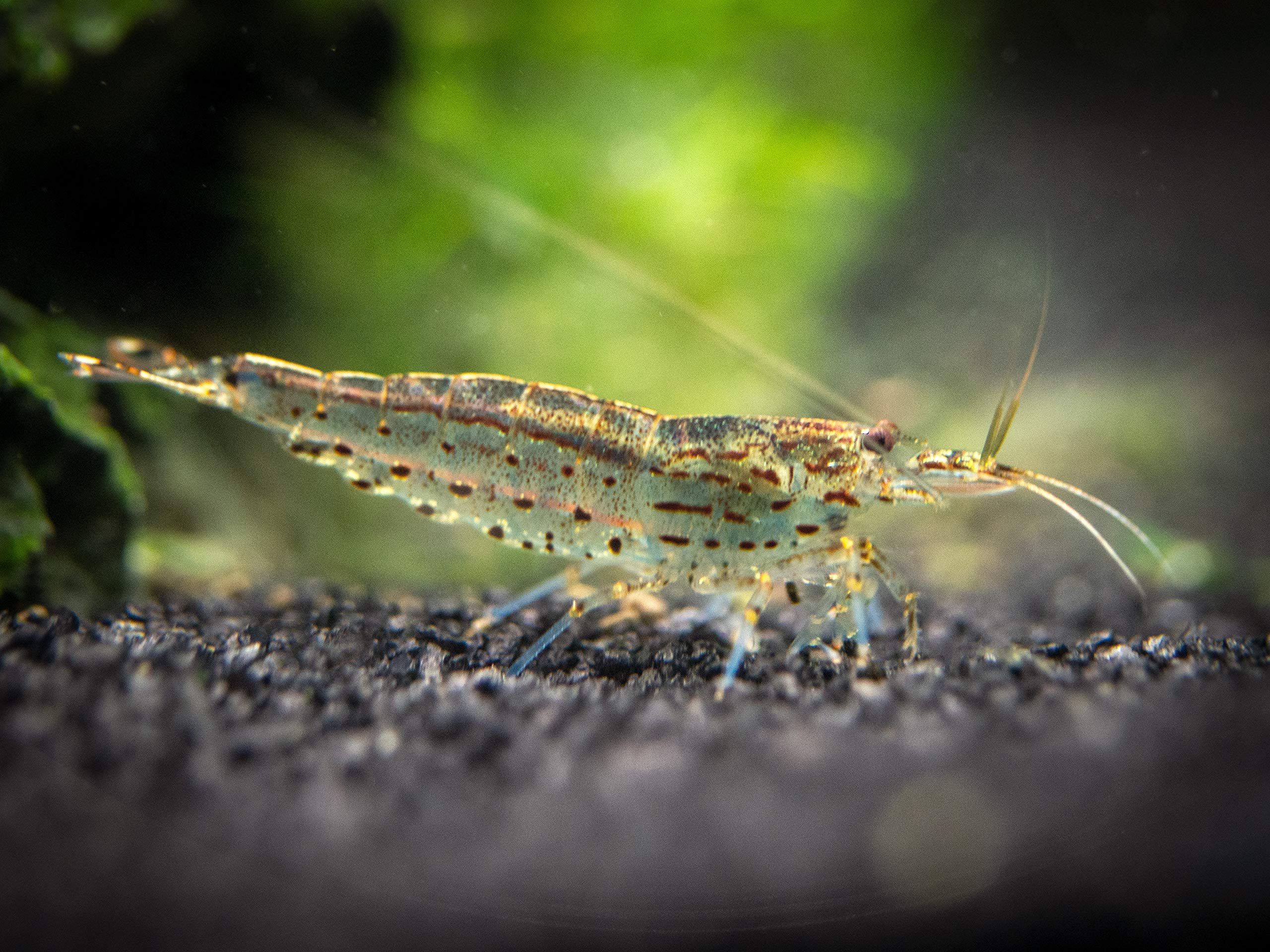 Aquatic Arts 5 Amano Shrimp Live Freshwater Aquarium Algae Cleaner