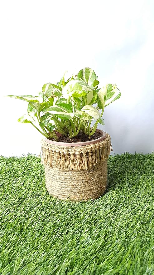 Zippy Flora Jute Handmade Multipurpose Organiser with Jute Tassels,Jute Plant Cover, Gifting Container,Garden d