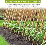 TradeXone Heavy Duty Bamboo Canes 2ft-8ft for Plant Support view 2