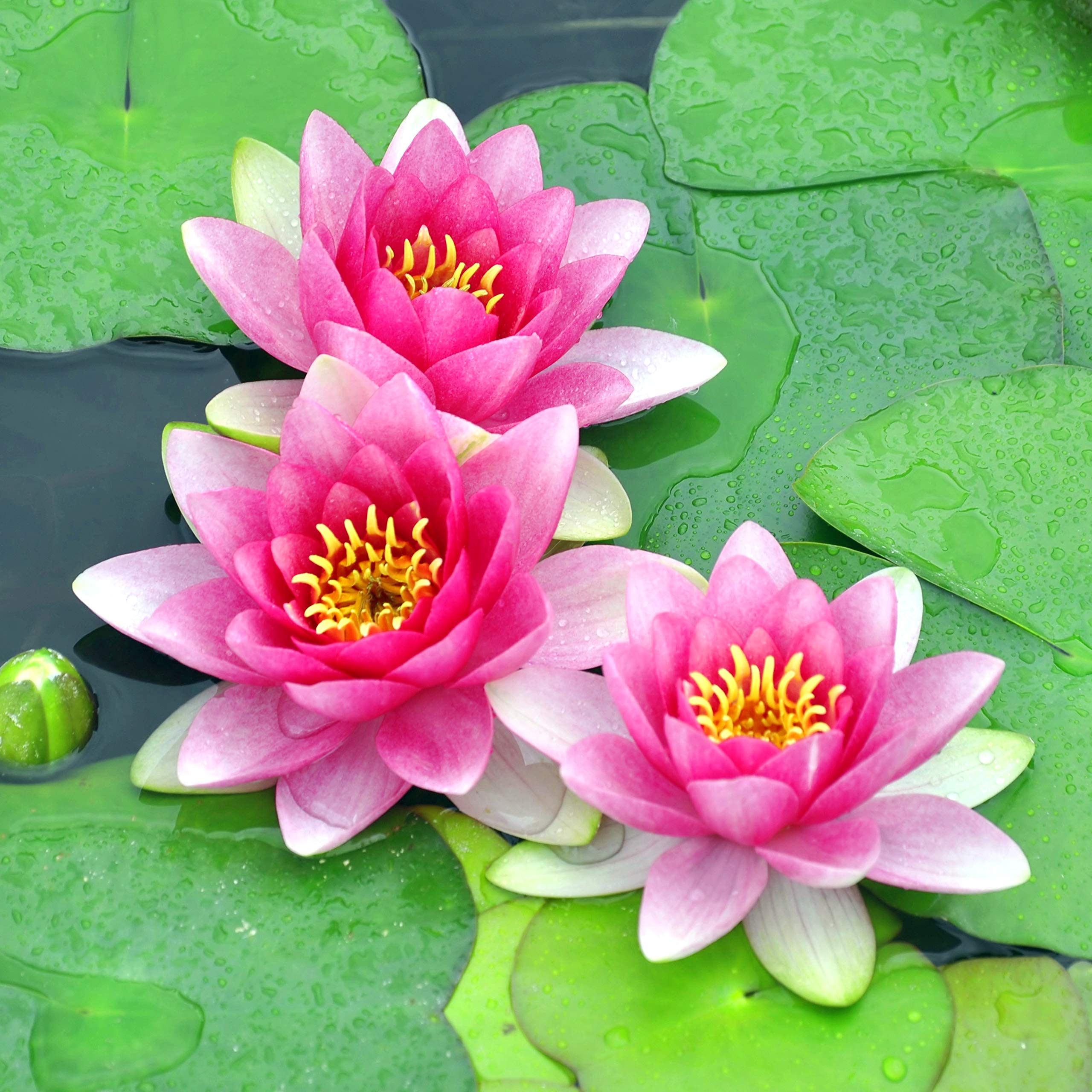 Water Lily Planting Kit - Pink Nymphaea carnea