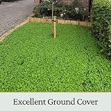 Garden Lawncare Guy Micro Clover Seed UK Pipolina - Ground Cover 15m2 view 5