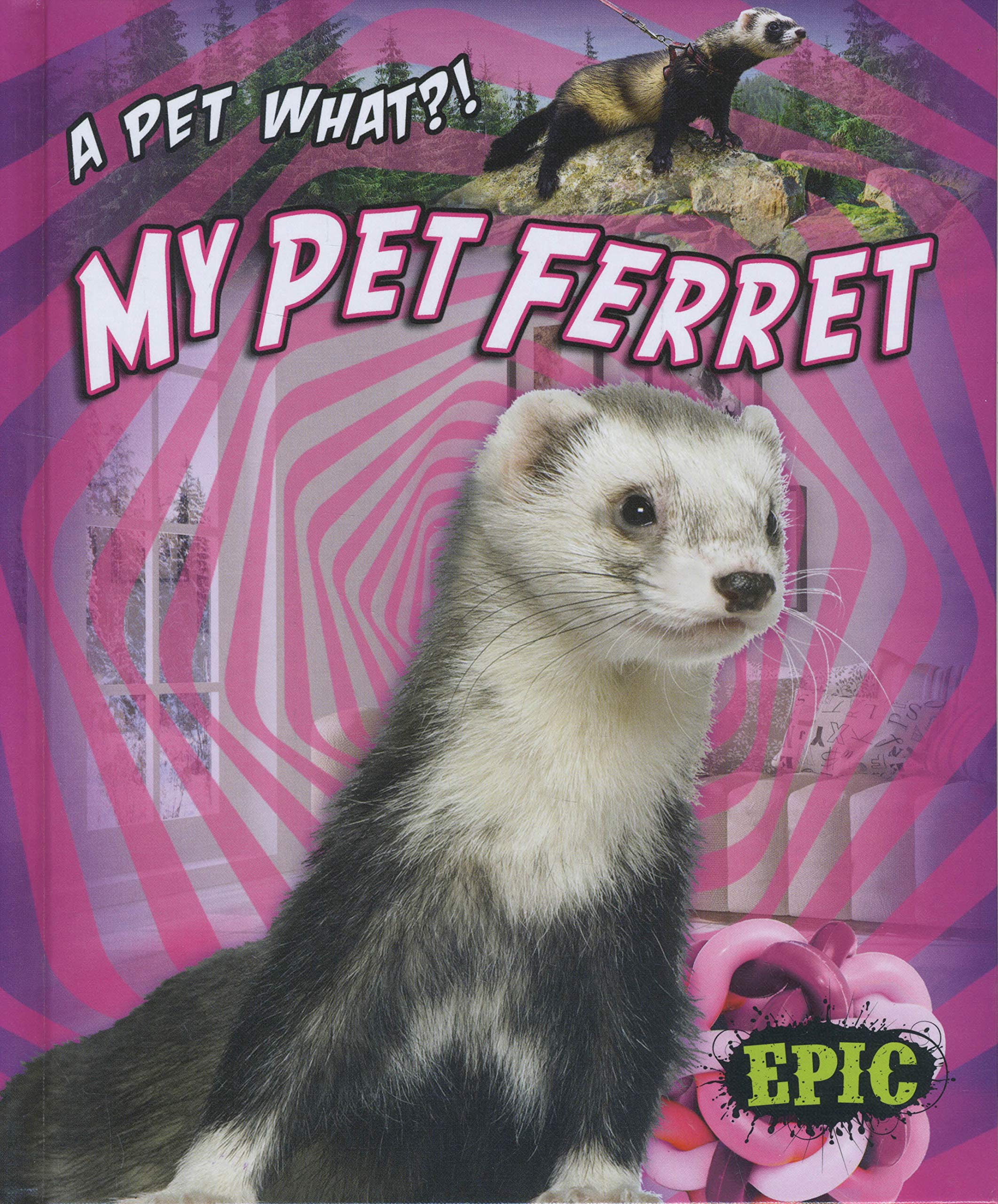 pet ferret