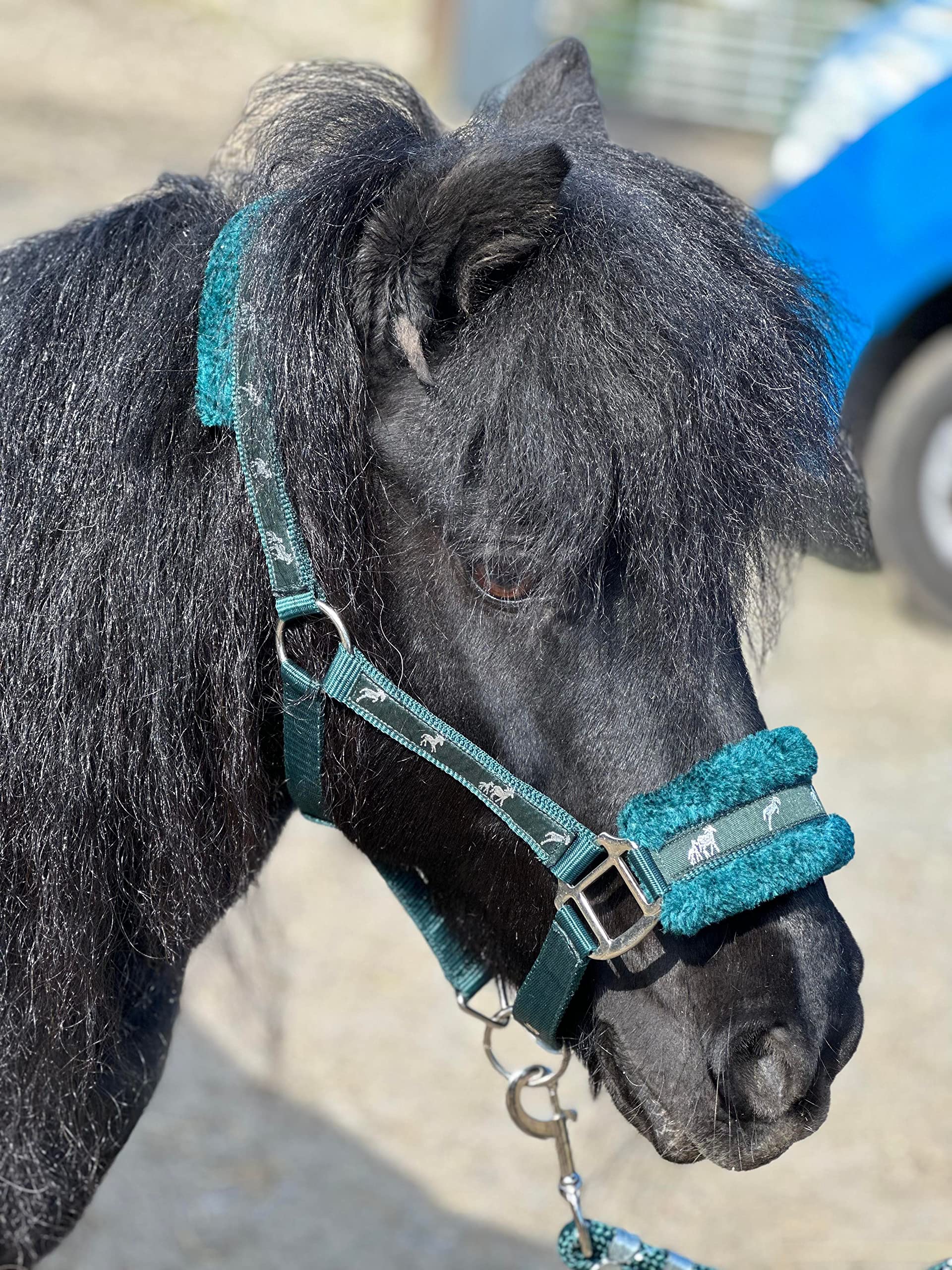 Equipride Horse Print Faux Lined Nylon Headcollars with Matching Lead Rope Green (Shetland)