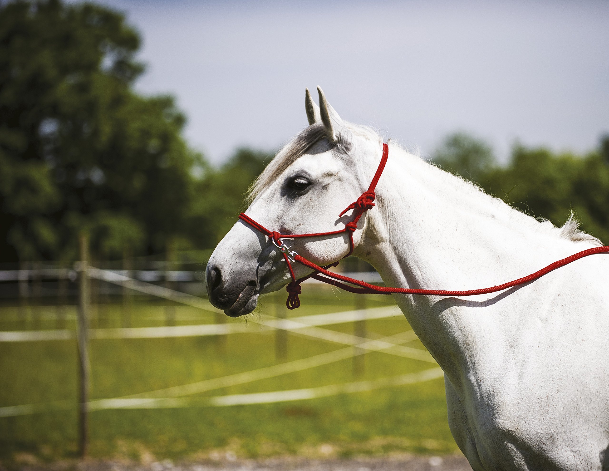 Ethological Halter With Reins