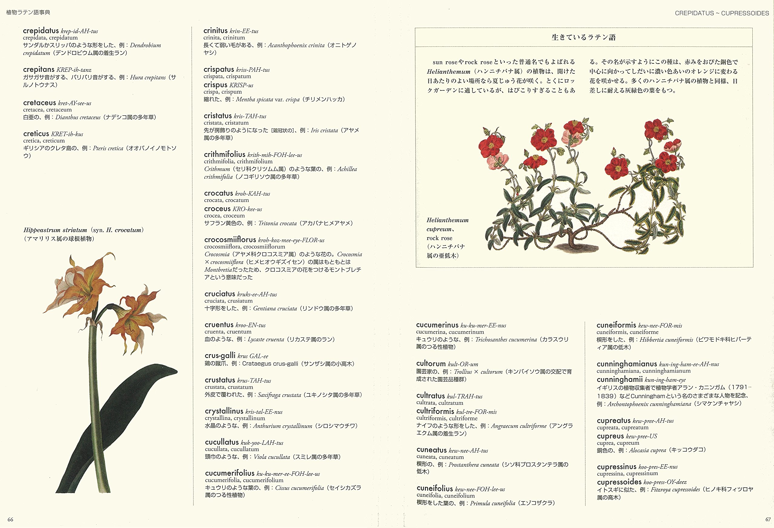 ヴィジュアル版 植物ラテン語事典 ロレイン ハリソン Harrison Lorraine ゆうこ 上原 本 通販 Amazon ヴィジュアル版 植物ラテン語事典 ロレイン ハリソン Harrison Lorraine ゆうこ 上原 本 通販 Amazon