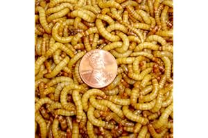 BASSETT'S CRICKET RANCH 2100 Live Mealworms, Organically Grown