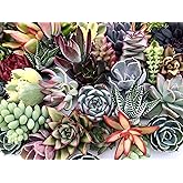 10 Assorted Live Succulent Cuttings, No 2 Succulents Alike, Great for Terrariums, Mini Gardens, and as Starter Plants by The 