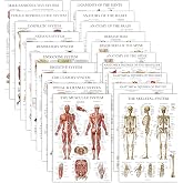20 Pack - Anatomical Posters - Laminated - Muscular, Skeletal, Digestive, Respiratory, Circulatory, Endocrine, Lymphatic, Male &amp; Female, Nervous, Spinal Nerves, Anatomy Charts - 18" x 24"