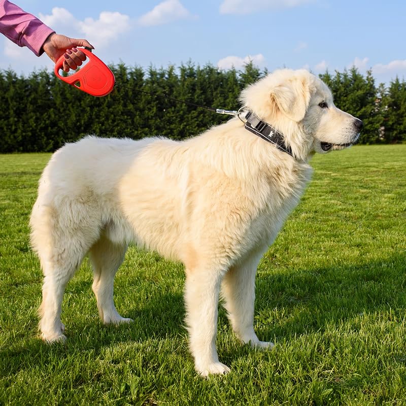 Correa retráctil para Perros Grandes Flippy One Tape L, Correa Extensible 5 m, máx 50 kg, Azul