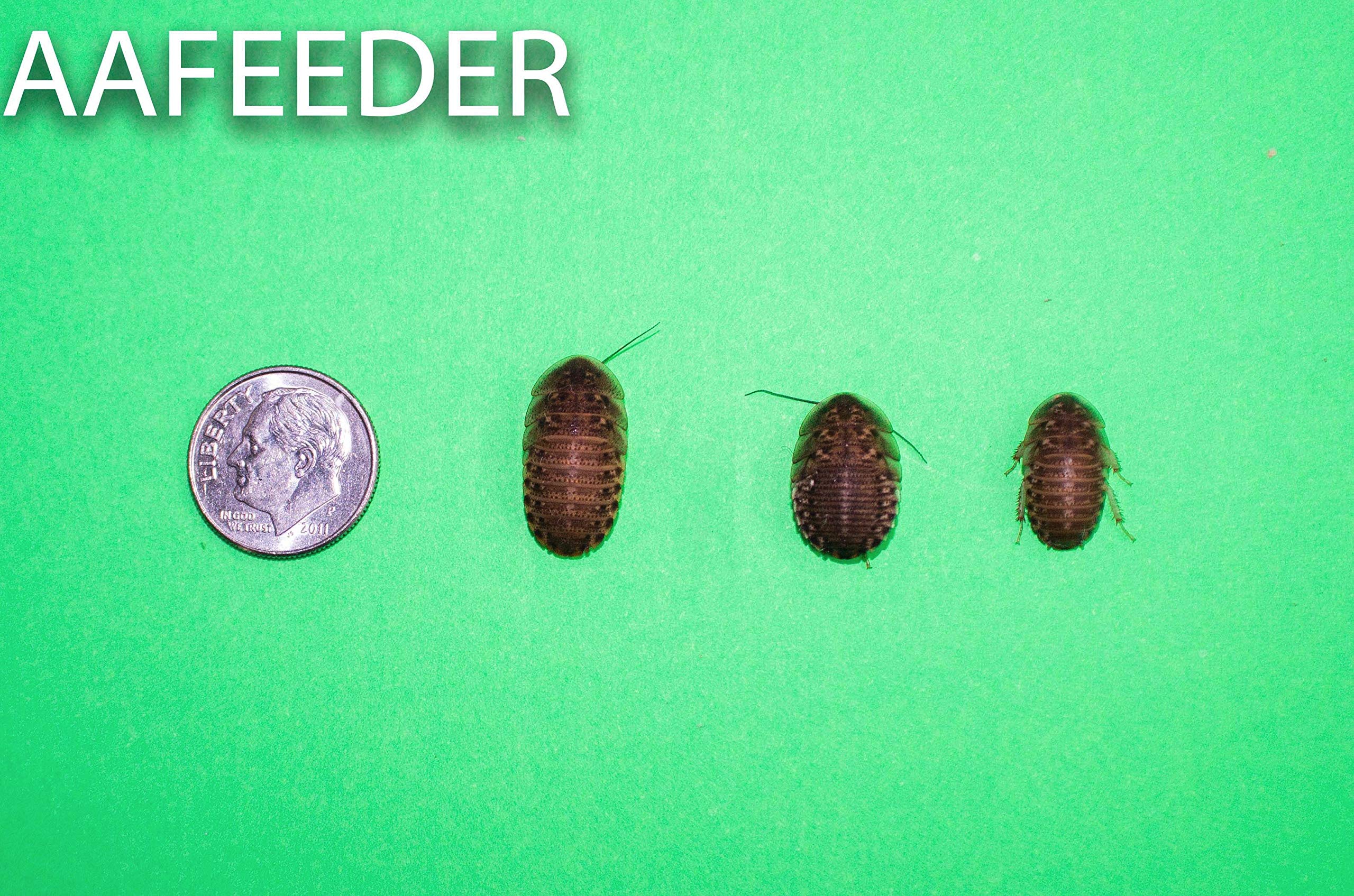 100 Live Medium Dubia Roaches Live Arrival is Guaranteed Shipped in