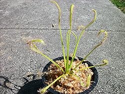 Carnivorous Cape Sundew (Drosera Capensis) Plant 3