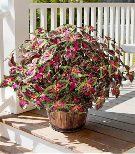 Amazon.com: Aglaonema Plant with Variegated Green and Red Leaves, Fake Tree  Leaf Simulation Flower Bonsai for Party Decoration Artificial Plants Floor  Home Room Decor Ornament (Green No Flowerpot, 75cm) : Home &