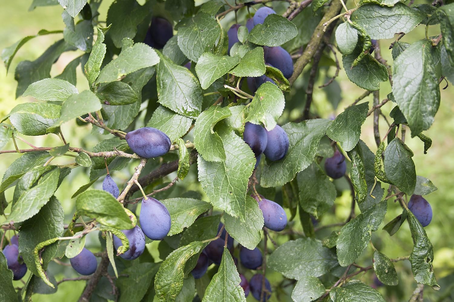 Merryweather Damson Tree 45 ft, Bare Root, SelfFertile & Heavy