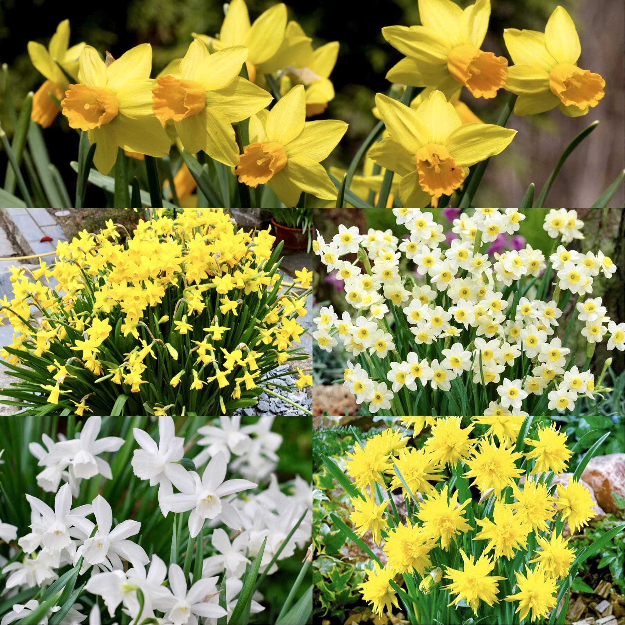 Woodland bulbsยฎ 25 x Mixed Daffodils Bulbs โDwarf Rockery Miniature Narcissusโ 5 Varieties Including Tete a Tete - Spring Flowering Bulbs Ready to Plant (Free UK P&P)