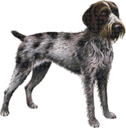 wirehaired pointer cross