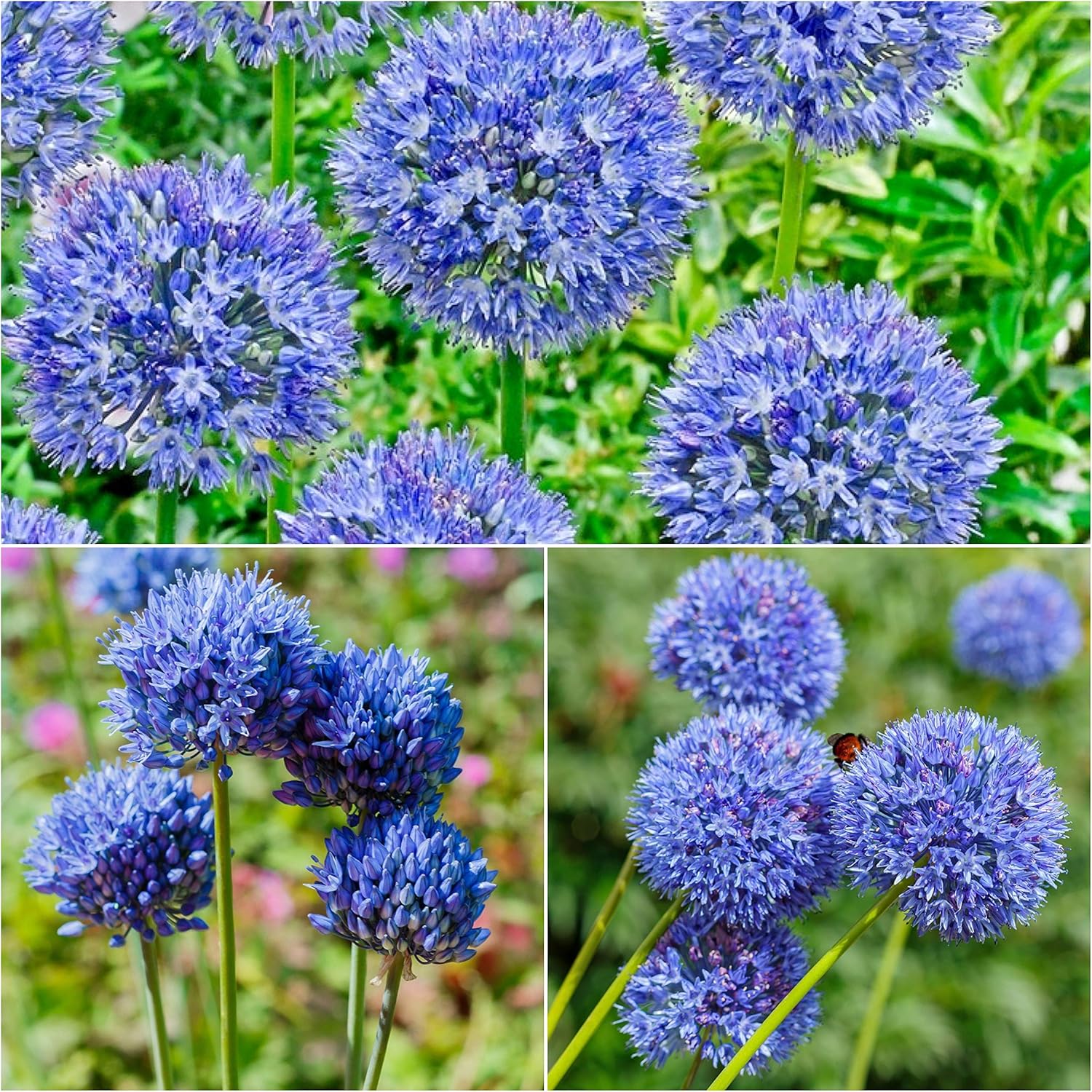 All Products Get Up To 34 Off 10 X Allium Bulbs Caeruleum Azureum Summer Flowering Bulbs Garden Perennials Plants Bulbs Flowers Perfect For Bees Plant In Flowerbeds Borders