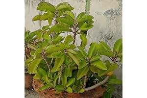 MW100 Kalanchoe Pinnata, Life Plant, Goethe, Miracle Leaf Rooted Plant ●LIVE PLANT ●