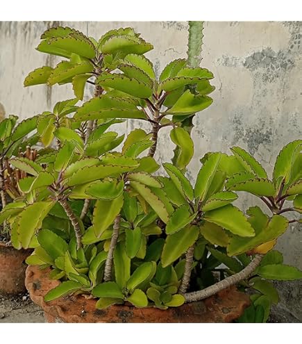 large planters ceramic Flora 12