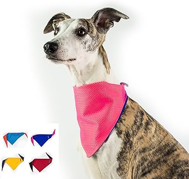 greyhound bandana