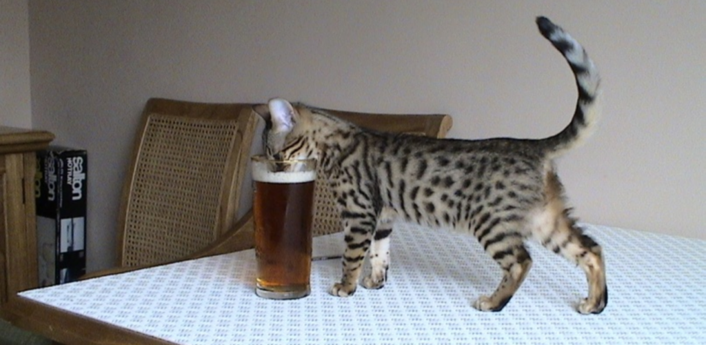 Amazon.com: Beer Bong Cat Live Wallpaper: Appstore for Android