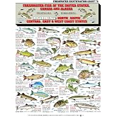 Freshwater Fish Identification Chart #8 - Waterproof Quick Reference Guide | Fishing Reference Card, 50+ Fish Species ID, (US, Canada, Alaska), Double-Sided, Perfect for Beginners, Great Fishing Gift