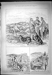 Impresión Antigua de Divertirse Noticias Dramáticas 1886 Pájaros del