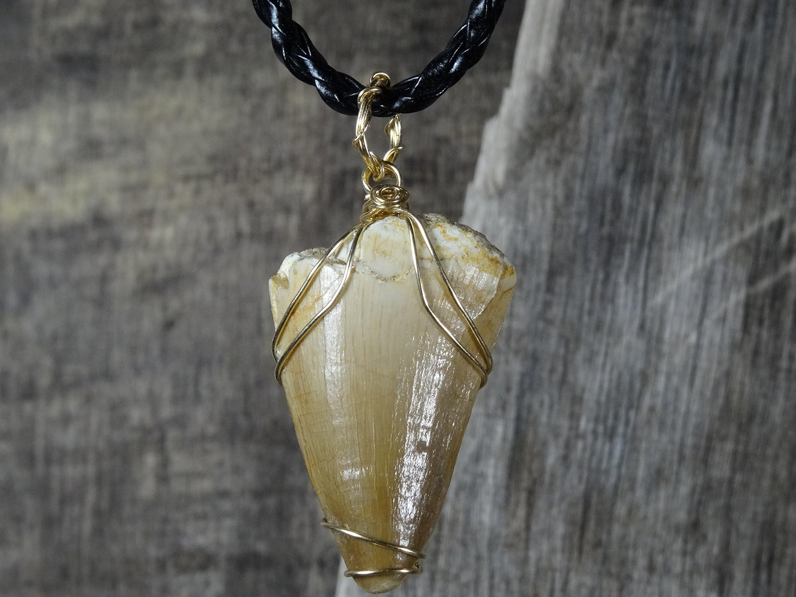 Large Mosasaurus Tooth Pendant, 14k Gold, Real Dinosaur Fossil Pendants, Dino Jewelry, Vulture Culture, Oddities and Curiosities