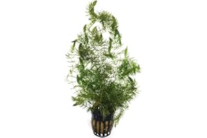 BIG KAHUNA TROPICAL FISH Live Potted Aquarium Plants | Freshwater Aquatic Plants for Aquarium and Ponds (Hornwort (Ceratophyllum demersum))