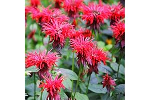 Outsidepride Scarlet Bee Balm Seeds - 250 Pcs Perennial, Easy to Grow & Pollinator Friendly Monarda Didyma Flower Seeds for Planting Mint Scented Leaves & Edible Blooms, Ideal for Teas & Potpourri