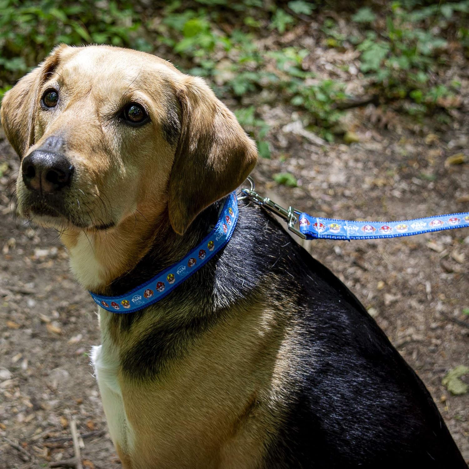 paw patrol walking dog with leash